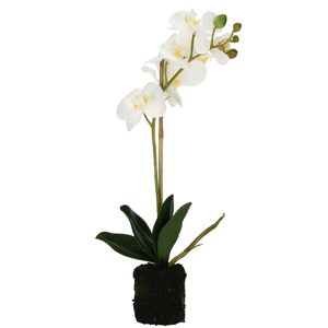 White Orchid