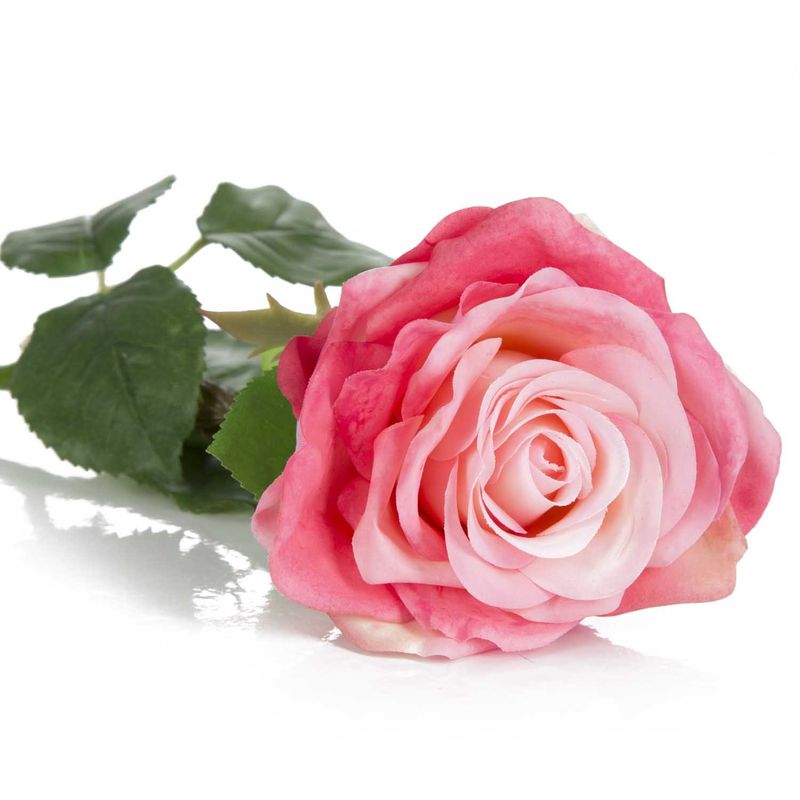 Rosa_singola_TU_1