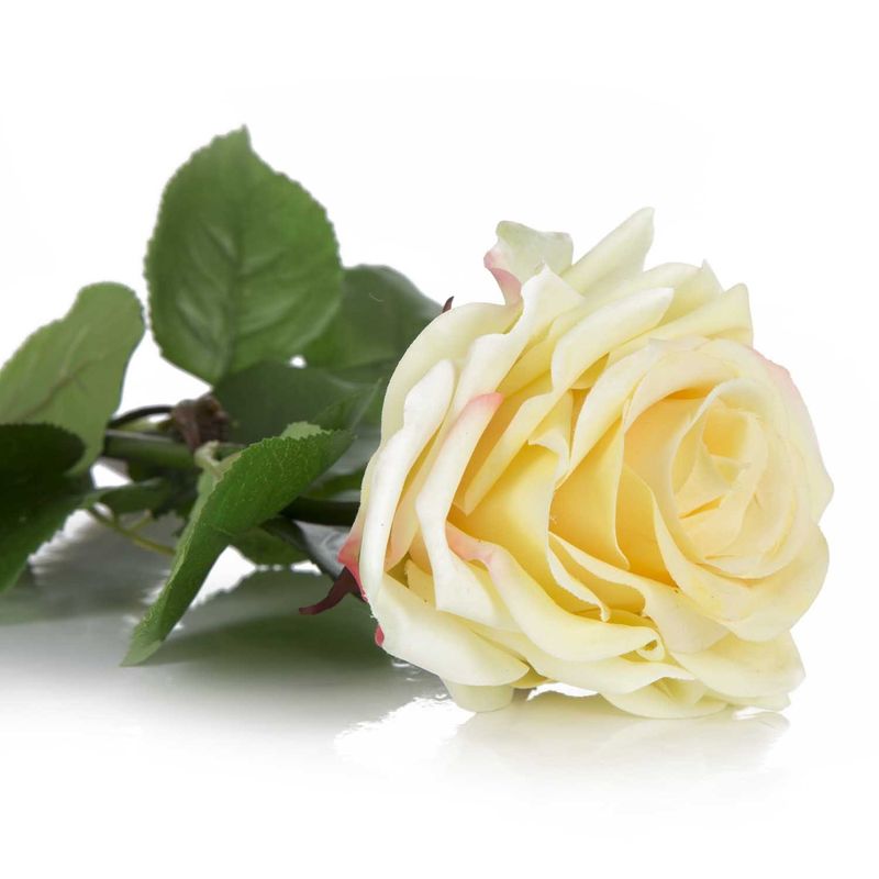 Rosa_singola_TU_3