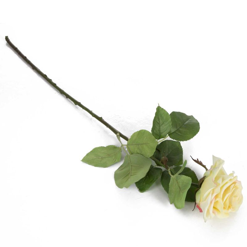 Rosa_singola_TU_4